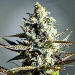 Semillas Critical x Widow Feminizada